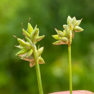 Sedge Workshop 2025