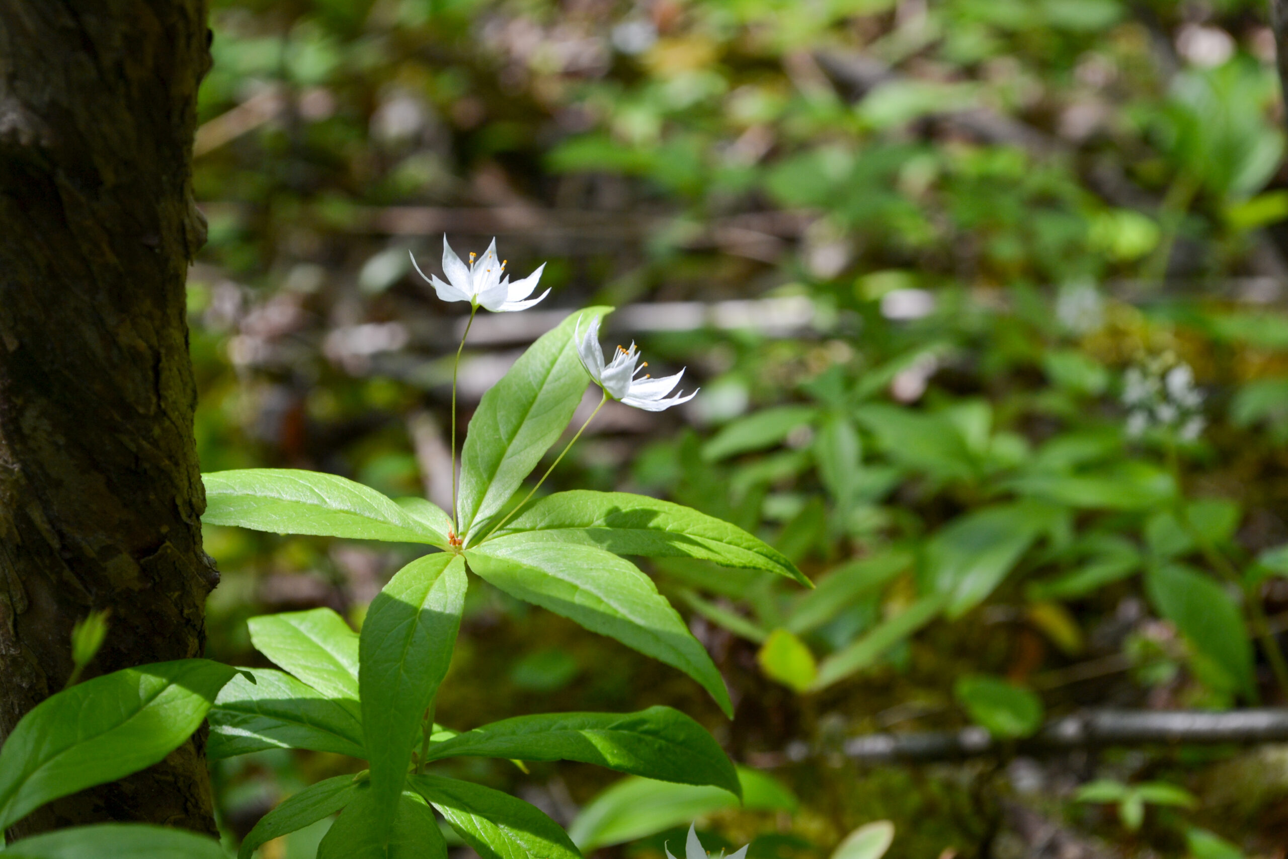 Lysimachia borealis, starflower